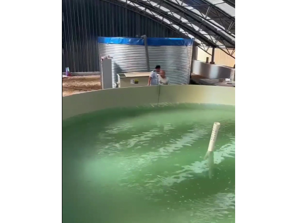 暫養池
